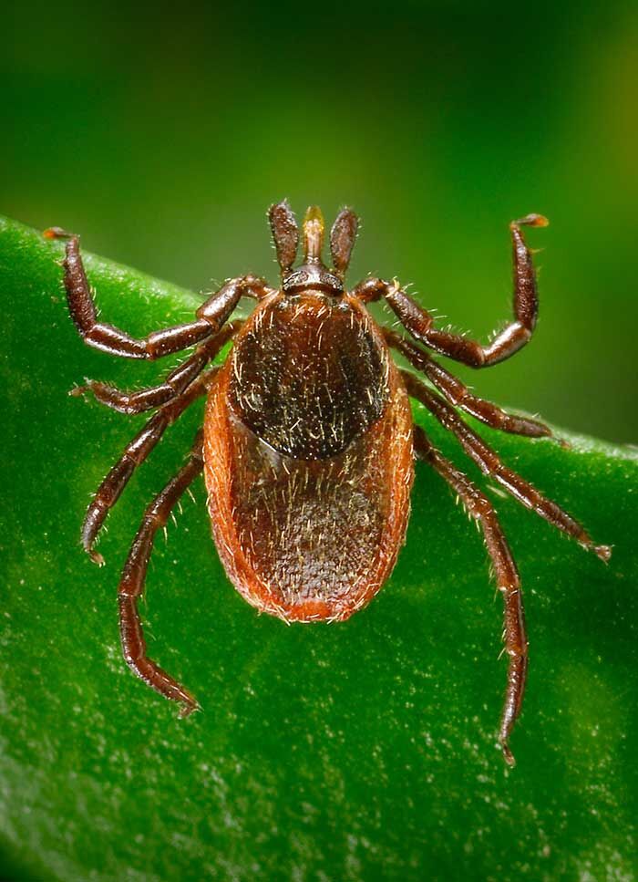 Western blacklegged tick